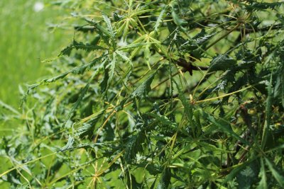 Aesculus hippocastanum 'Laciniata' - jírovec maďal - listy (40)